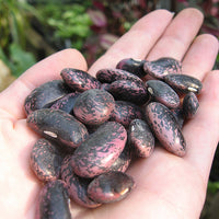 Phaseolus Coccineus Vine 10/50 Seeds, Scarlet Emperor Runner Bean Non-GMO