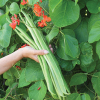 Phaseolus Coccineus Vine 10/50 Seeds, Scarlet Emperor Runner Bean Non-GMO