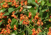 Phaseolus Coccineus Vine 10/50 Seeds, Scarlet Emperor Runner Bean Non-GMO