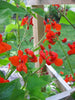 Phaseolus Coccineus Vine 10/50 Seeds, Scarlet Emperor Runner Bean Non-GMO