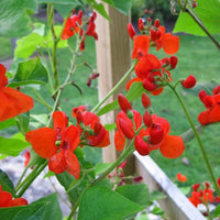 Phaseolus Coccineus Vine 10/50 Seeds, Scarlet Emperor Runner Bean Non-GMO