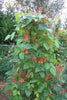 Phaseolus Coccineus Vine 10/50 Seeds, Scarlet Emperor Runner Bean Non-GMO