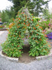 Phaseolus Coccineus Vine 10/50 Seeds, Scarlet Emperor Runner Bean Non-GMO