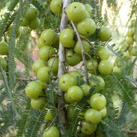 Phyllanthus Emblica Tree 15/100/500 Seeds, Medicinal Indian Gooseberry, Edible Amla Fruit