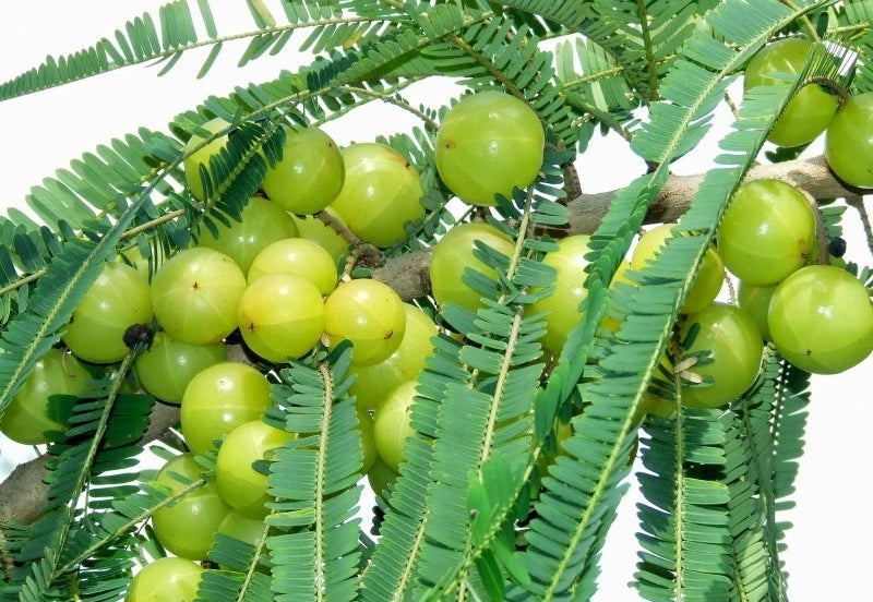 plant gooseberry seeds Phyllanthus Emblica Tree 15/100/500 Seeds, Medicinal Indian Gooseberry,  Edible Amla Fruit, Emblic Myrobalan