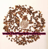 Phyllanthus Emblica Tree 15/100/500 Seeds, Medicinal Indian Gooseberry, Edible Amla Fruit