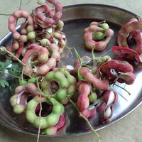 Pithecellobium Dulce Tree 15 Seeds, Manila Tamarind, Madras Thorn, or Camachile