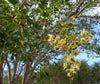 Pithecellobium Dulce Tree 15 Seeds, Manila Tamarind, Madras Thorn, or Camachile