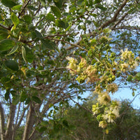 Pithecellobium Dulce Tree 15 Seeds, Manila Tamarind, Madras Thorn, or Camachile