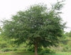 Pithecellobium Dulce Tree 15 Seeds, Manila Tamarind, Madras Thorn, or Camachile