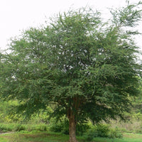 Pithecellobium Dulce Tree 15 Seeds, Manila Tamarind, Madras Thorn, or Camachile