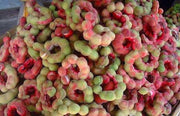 Pithecellobium Dulce Tree 15 Seeds, Manila Tamarind, Madras Thorn, or Camachile