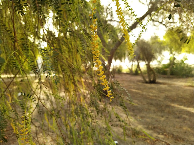 Prosopis Cineraria Tree 10 Seeds, highly Valued Khejri, Chhonkara, and Jammi