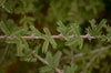 Prosopis Cineraria Tree 10 Seeds, highly Valued Khejri, Chhonkara, and Jammi