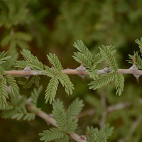 Prosopis Cineraria Tree 10 Seeds, highly Valued Khejri, Chhonkara, and Jammi