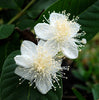Psidium Guajava 30/300/1800/5400 Seeds, Fragrant Apple Guava Fruit Tree Shrub