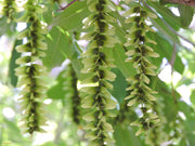Pterocarya Stenoptera Tree 15/50/100 Seeds, Ornamental Chinese Wingnut
