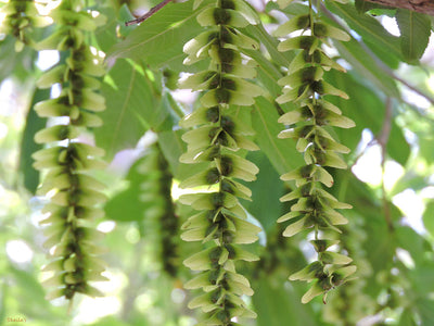 Pterocarya Stenoptera Tree 15/50/100 Seeds, Ornamental Chinese Wingnut