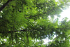 Pterocarya Stenoptera Tree 15/50/100 Seeds, Ornamental Chinese Wingnut