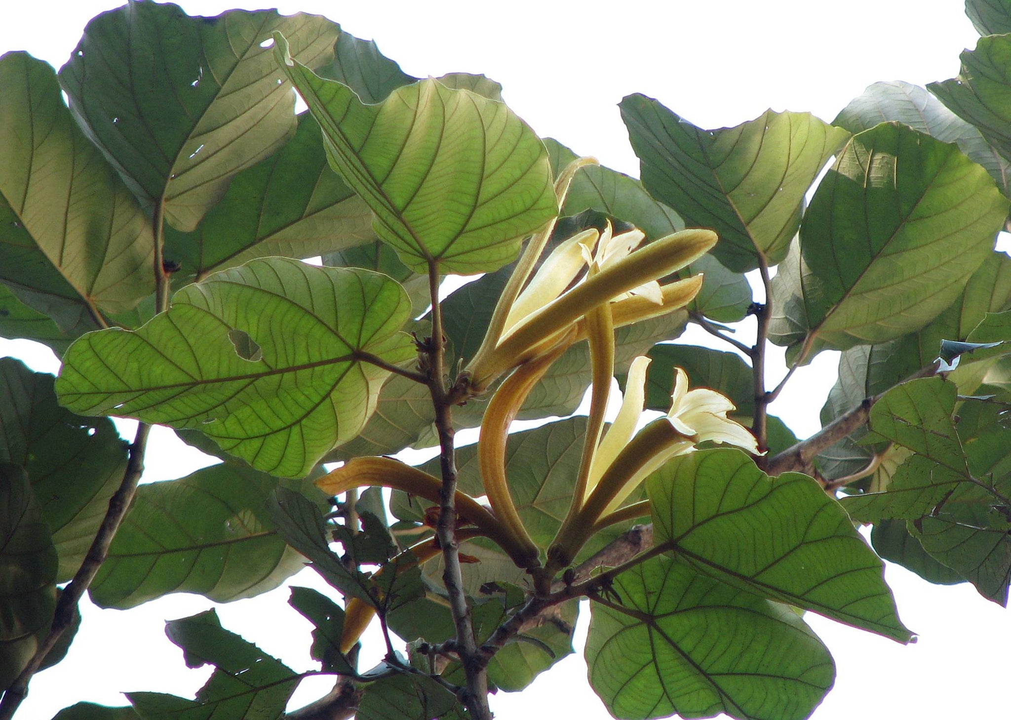 Pterospermum Acerifolium 6 Seeds, Bayur Shade Dinner Plate Tree, Fragr ...