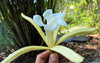 Pterospermum Acerifolium 6 Seeds, Bayur Shade Dinner Plate Tree, Fragrant Karnikara
