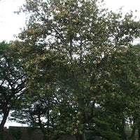 Pterospermum Acerifolium 6 Seeds, Bayur Shade Dinner Plate Tree, Fragrant Karnikara