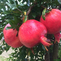 Punica Granatum 25/100/500/1000 Seeds, Pomegranate Edible Fruit Shrub Tree Bonsai