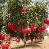 Punica Granatum 25/100/500/1000 Seeds, Pomegranate Edible Fruit Shrub Tree Bonsai