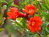 Punica Granatum 25/100/500/1000 Seeds, Pomegranate Edible Fruit Shrub Tree Bonsai