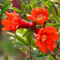 Punica Granatum 25/100/500/1000 Seeds, Pomegranate Edible Fruit Shrub Tree Bonsai