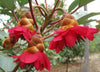 Rhodoleia Championii 25/250/500 Seeds, Rare Protected Shrub Tree Hong Kong Rose
