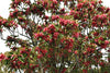 Rhodoleia Championii 25/250/500 Seeds, Rare Protected Shrub Tree Hong Kong Rose