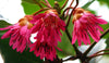 Rhodoleia Championii 25/250/500 Seeds, Rare Protected Shrub Tree Hong Kong Rose