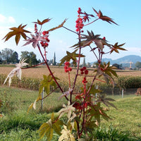 Ricinus Communis 10 Seeds, Castor Oil Bean Shrub Bush Hedge, Medicinal Ornamental