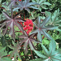 Ricinus Communis 10 Seeds, Castor Oil Bean Shrub Bush Hedge, Medicinal Ornamental