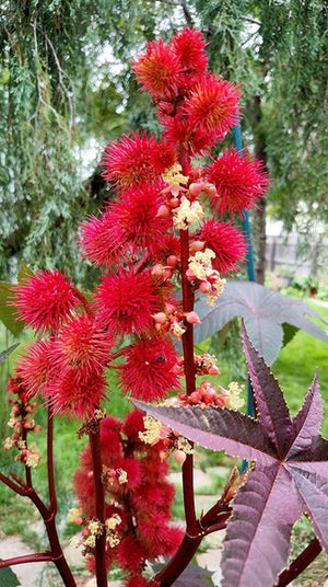 castor oil seed plant Ricinus Communis 10 Seeds, Castor Oil Bean Shrub Bush Hedge, Medicinal