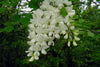 Robinia Pseudoacacia Tree 50/150/1000 Seeds Fragrant Cold Hardy Black Locust