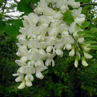 Robinia Pseudoacacia Tree 50/150/1000 Seeds Fragrant Cold Hardy Black Locust