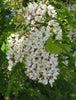 Robinia Pseudoacacia Tree 50/150/1000 Seeds Fragrant Cold Hardy Black Locust