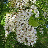 Robinia Pseudoacacia Tree 50/150/1000 Seeds Fragrant Cold Hardy Black Locust