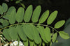 Robinia Pseudoacacia Tree 50/150/1000 Seeds Fragrant Cold Hardy Black Locust