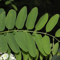 Robinia Pseudoacacia Tree 50/150/1000 Seeds Fragrant Cold Hardy Black Locust