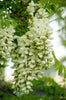 Robinia Pseudoacacia Tree 50/150/1000 Seeds Fragrant Cold Hardy Black Locust