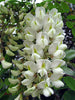 Robinia Pseudoacacia Tree 50/150/1000 Seeds Fragrant Cold Hardy Black Locust