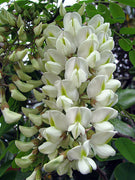 Robinia Pseudoacacia Tree 50/150/1000 Seeds Fragrant Cold Hardy Black Locust