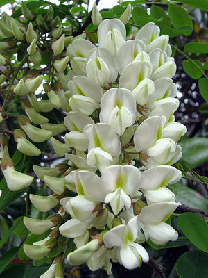 Robinia Pseudoacacia Tree 50/150/1000 Seeds Fragrant Cold Hardy Black Locust