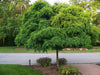 Robinia Pseudoacacia Tree 50/150/1000 Seeds Fragrant Cold Hardy Black Locust
