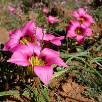 Romulea Subfistulosa 10 Seeds, A South African Bulbous Plant