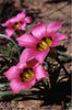 Romulea Subfistulosa 10 Seeds, A South African Bulbous Plant