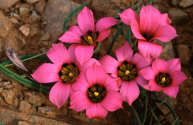 Romulea Subfistulosa 10 Seeds, A South African Bulbous Ornamental Gard